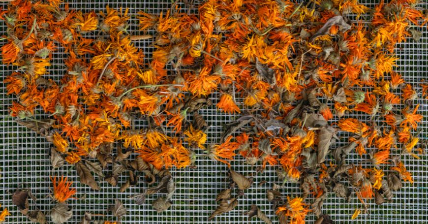 drying calendula flowers